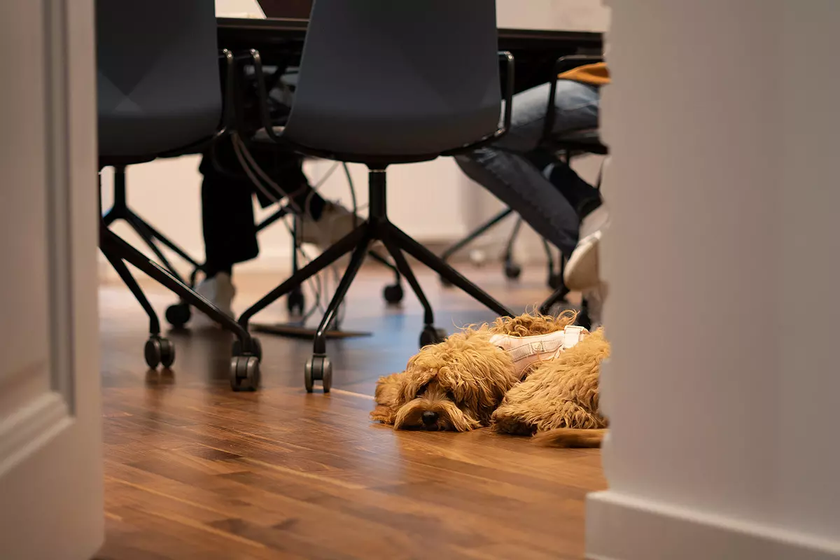 Ivy liegt am Boden im Büro